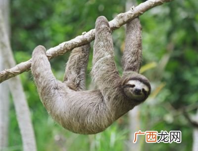 树懒的特点,疯狂动物城的树懒属于什么性格？