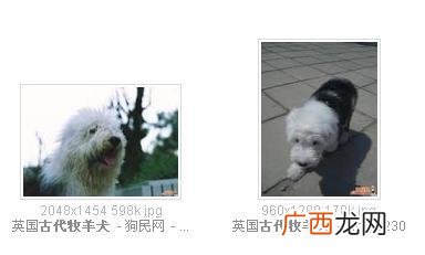 种类 拍多乐士广告的狗是什么品种,多乐士广告里面得那只狗什么名字？