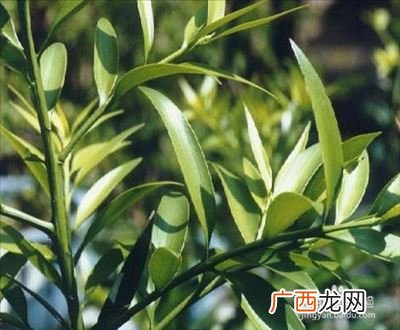 竹柏的养殖方法和注意事项,竹柏好养吗？