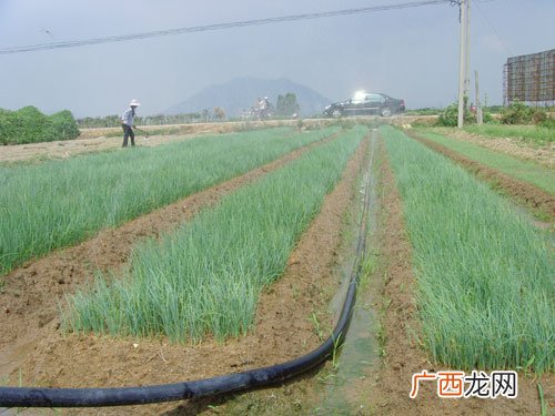 微喷带和滴灌带的区别,玉米灌溉用微喷还是用滴灌？