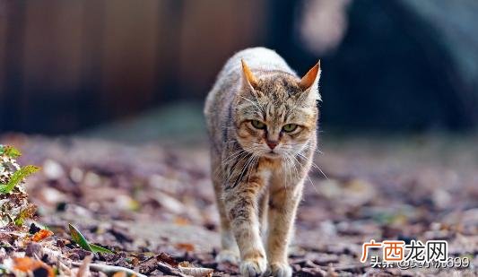猫丢了找回来的巧方法,猫咪丢了多大几率自己回来？