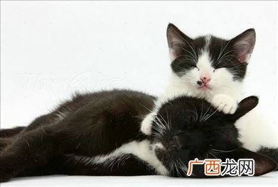 猫丢了找回来的巧方法,猫咪丢了多大几率自己回来？
