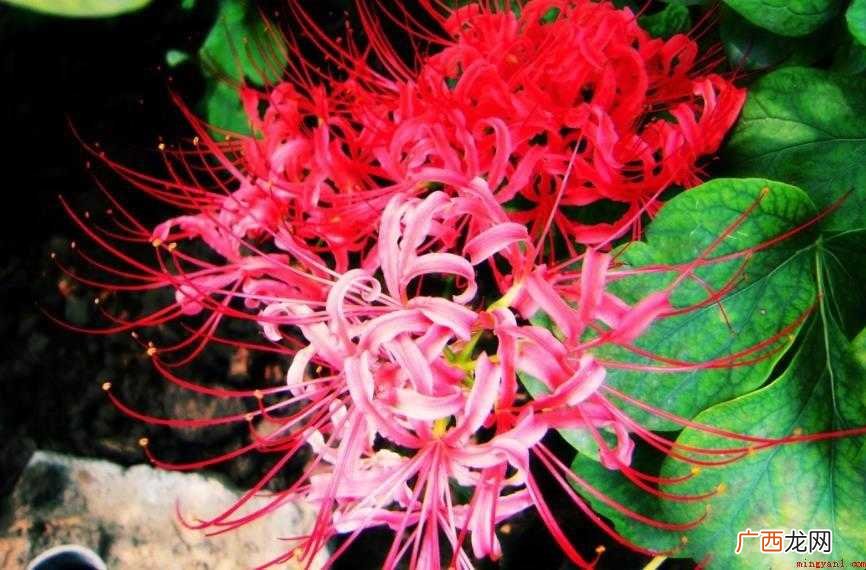 彼岸花的传说是什么 花香传说有魔力 彼岸花的传说是什么