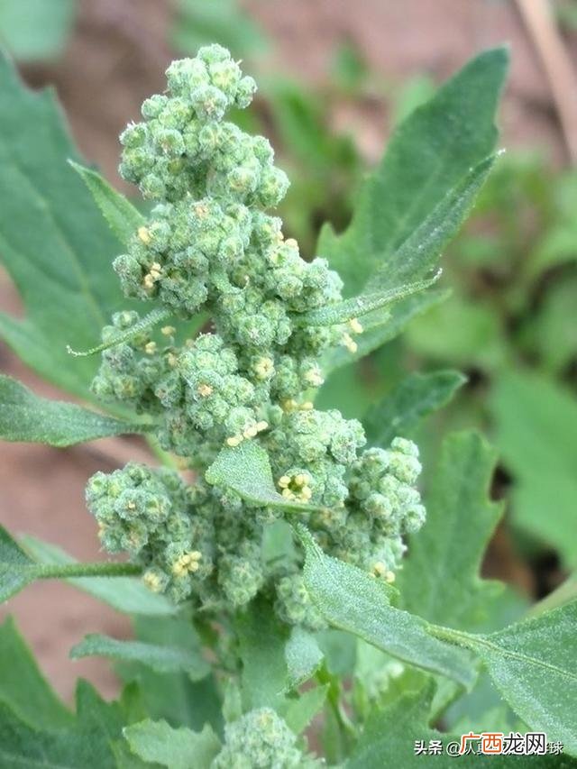哪些植物属于藜草,藜草开花图片？