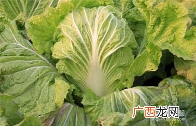 白菜如何种植,种白菜的方法和步骤翻土？