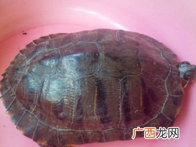 鳖是王八还是乌龟是王八,王八是不是也叫甲鱼？