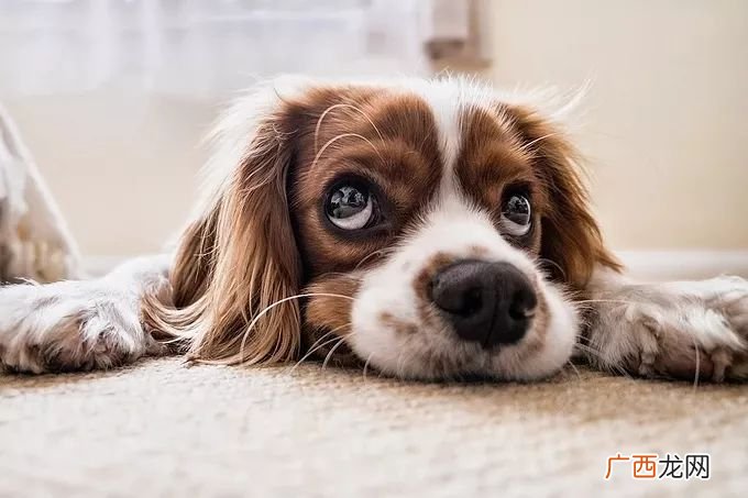 狗子怎么繁衍,狗的繁殖方式？