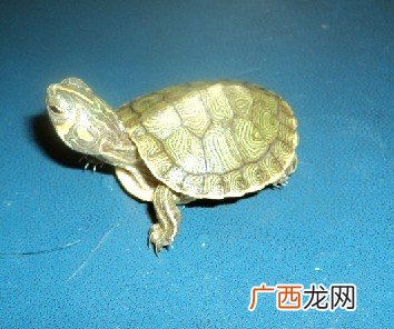 黄耳龟是深水龟吗,三厘米大的黄耳龟能深水养吗？