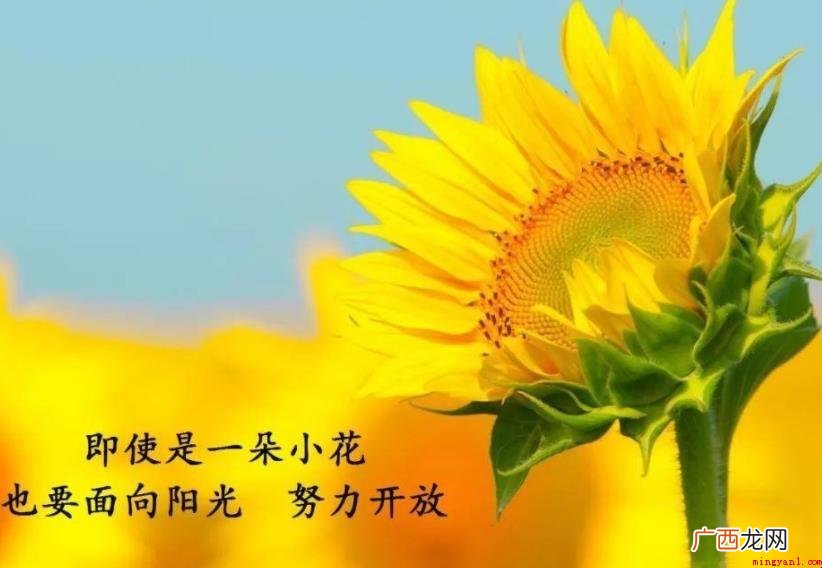 阳光的句子简短有什么 阳光的句子简短有哪些