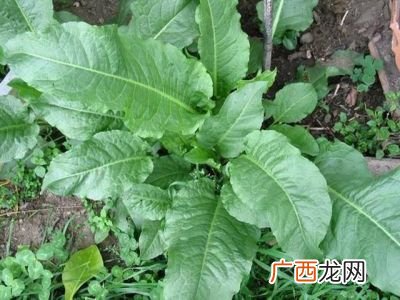 辣根是什么植物,辣椒上面的根叫什么？