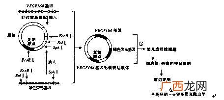如何构建一个基因的过表达载体,基因的过表达载体有哪些？