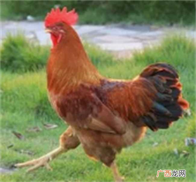 93属鸡女姻缘在1993年出生的生肖鸡的女人 93年属鸡女人婚姻