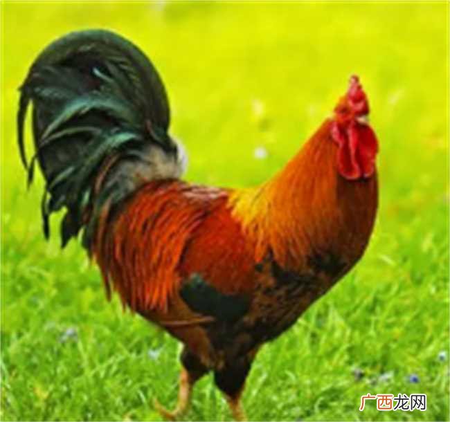 93年属鸡的运势怎么样 93年属鸡的运势运程