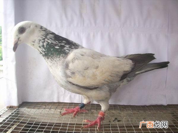 我鸽你是什么意思,女的说你要当我鸽子是什么意思？