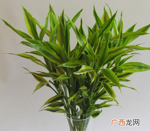 富贵竹是什么,富贵竹意思？
