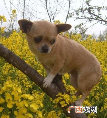 什么是吉娃娃,吉娃娃是什么动物？