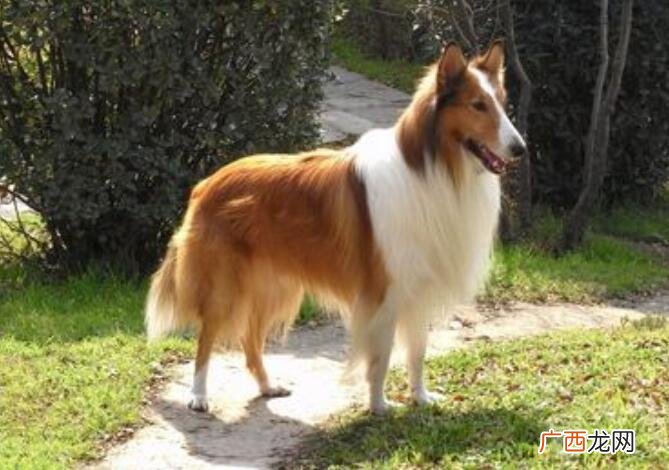 苏格兰牧羊犬的特点,谁能详细介绍一下苏格兰牧羊犬？