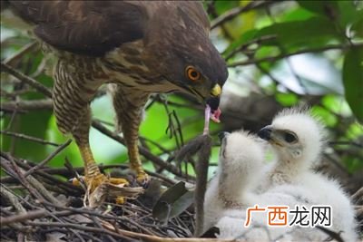 关于鸟类的故事,中国民间故事神农氏与布谷鸟。？