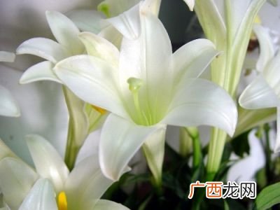 百合花的功效与作用,百合花可以怎么用？