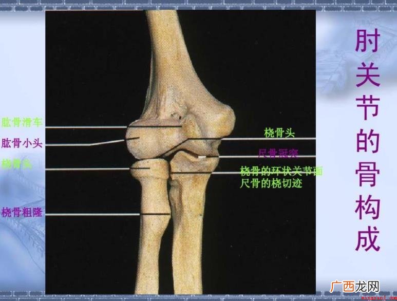 有关尺骨和桡骨如何判断 尺骨和桡骨怎么区分