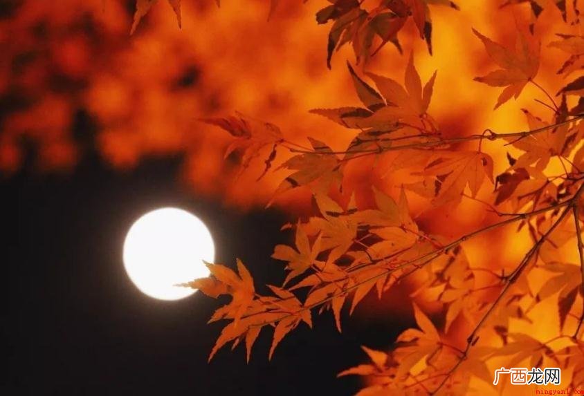 《十五夜望月寄杜郎中》表述了哪些感情 《十五夜望月寄杜郎中》表达了什么情感