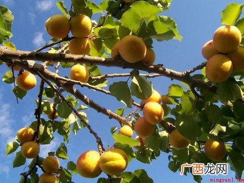 敦煌有哪些特产_新闻中心 敦煌有什么特产