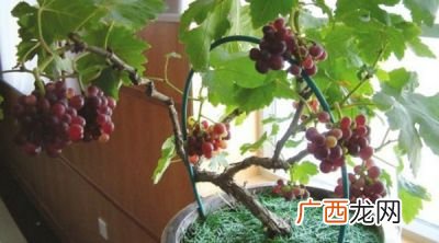 葡萄如何扦插,葡萄树扦插时间与方法？