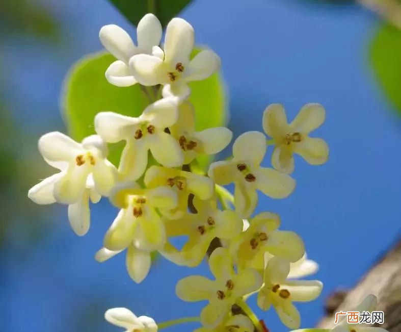 木樨的花语是什么,哪种桂花树寓意最好？