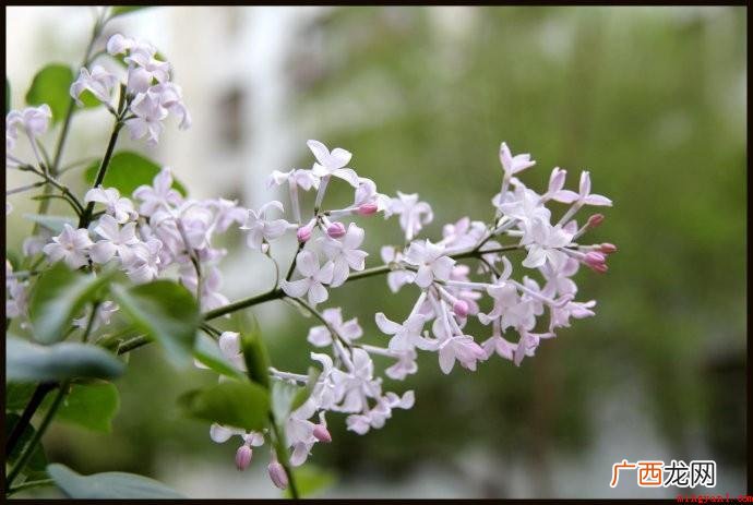 丁香空结雨中愁是什么意思