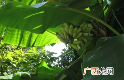 种植芭蕉需注意什么,芭蕉树发酵养殖技术？
