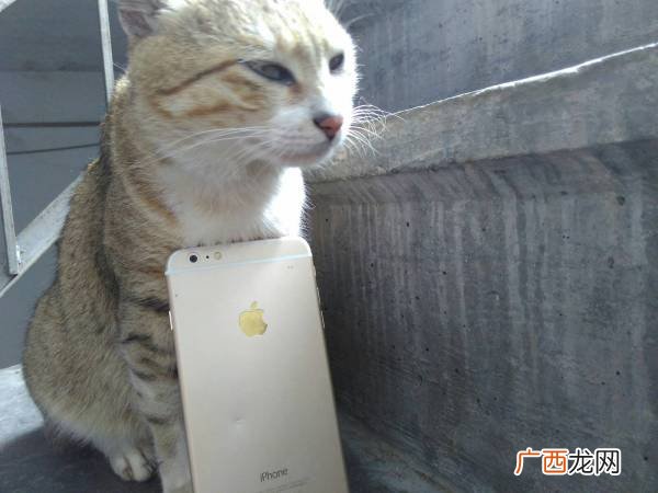 什么样的猫才叫纯种猫,纯种猫和非纯种猫区别？