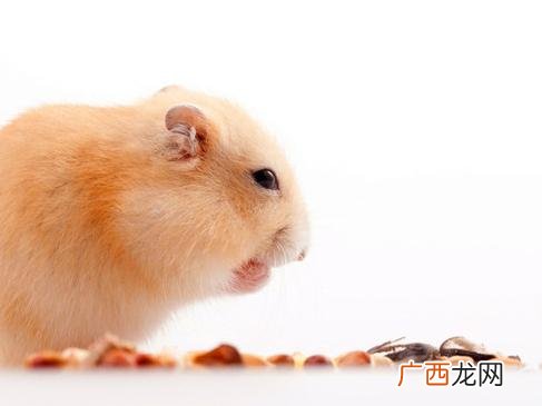 侏儒仓鼠主要吃什么,侏儒仓鼠可以吃辅食吗？