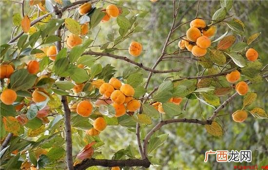 柿子叶是什么形状_宠物频道 柿子叶是什么形状的