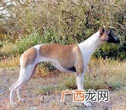 没有尾巴的狗有哪些品种,长耳朵没有尾巴的狗狗是什么品种的？