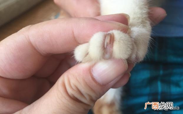 如何给猫剃爪子毛,猫爪的毛用什么剪？