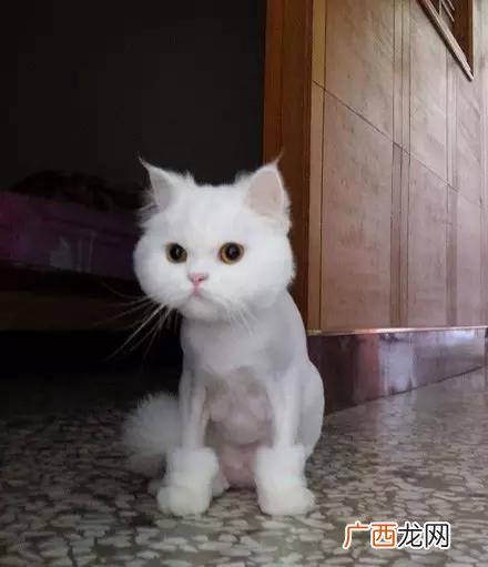 如何给猫剃爪子毛,猫爪的毛用什么剪？