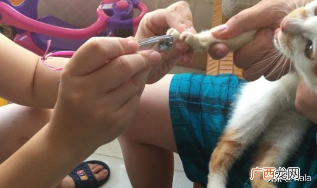 如何给猫剃爪子毛,猫爪的毛用什么剪？