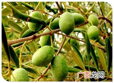 橄榄果的作用和功效,橄榄果怎么做？