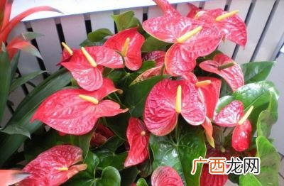 红掌花有哪些品种,火鹤贵还是红掌贵？