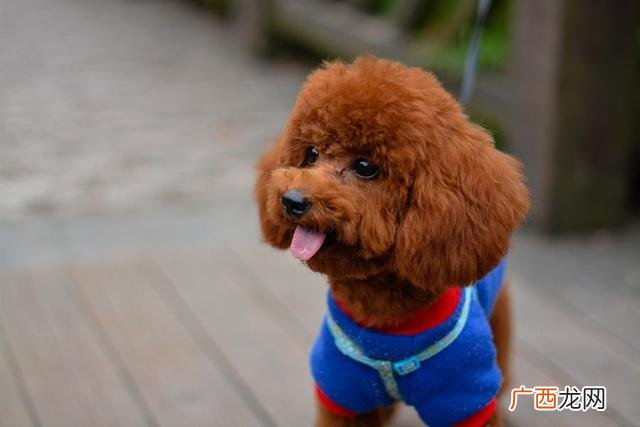 泰迪犬性格特点,小体灰泰迪的优缺点？