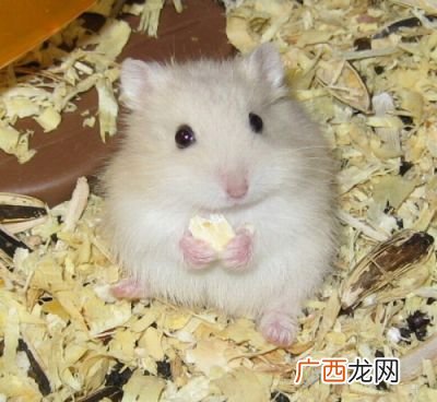 仓鼠用什么磨牙,仓鼠用什么磨牙？