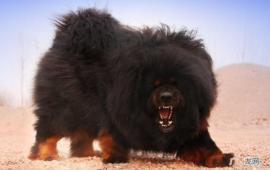 纽波利顿犬厉害还是藏獒厉害,烈性犬排名？