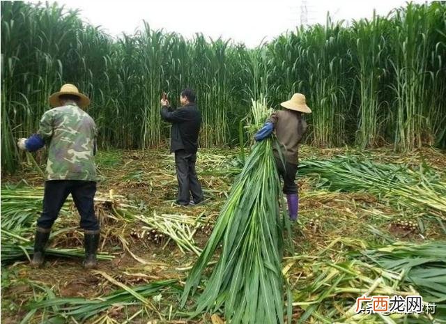 皇竹草品种有几种,皇竹草有种子吗，养牛选哪个牧草种子？