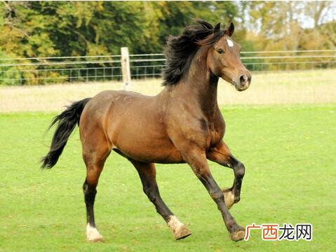 干里马是什么意思,千里马指的是哪一类人简写？