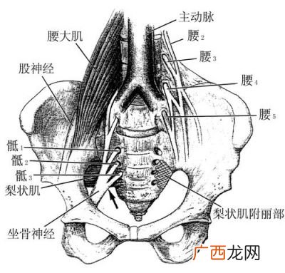 腰在哪个位置,人体腰部是什么部位?