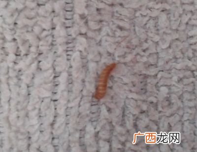 醋虫是什么东西,自家酿的柿子醋里面生了好多小白虫怎么办？还能吃吗？