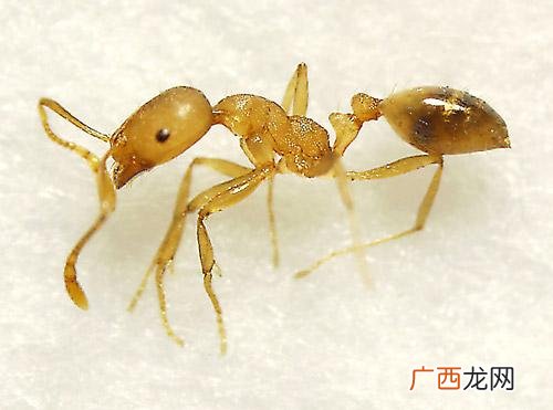 小黄家蚁怎么根除,我家出现了小黄家蚁怎么治？