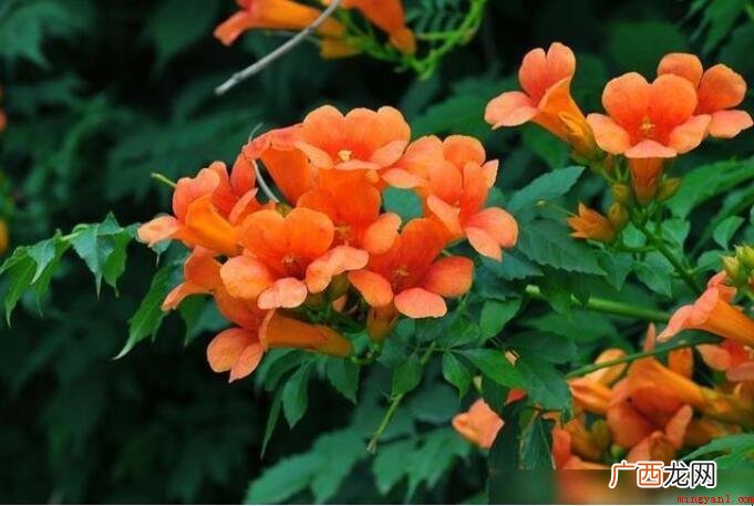 有关凌霄花花语是什么? 凌霄花花语是什么