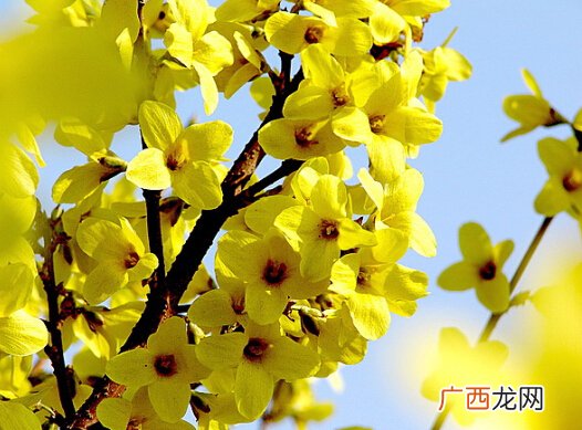 连翘是什么连翘花长什么样,连翘结的果子是什么样子？