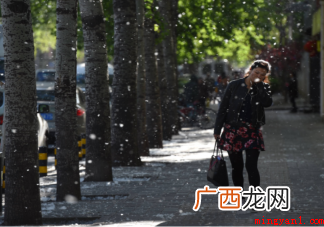 飞絮季过敏患者怎么度过 如何抵抗柳絮 飞絮季过敏患者怎么度过